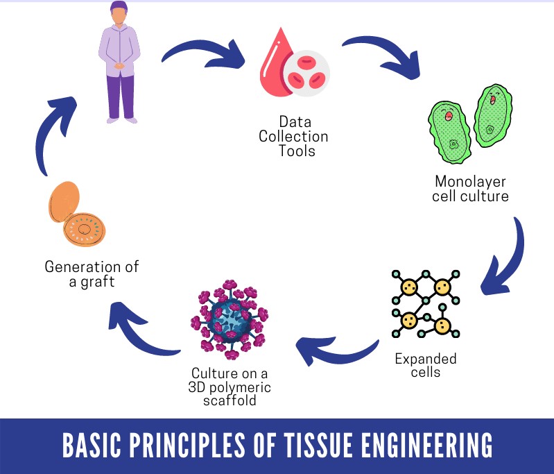 Structure for Tissue Engineering Research while Writing a Detailed Research Proposal